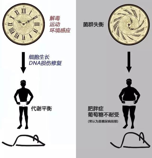 腸道菌群、腸促胰素與糖代謝異常