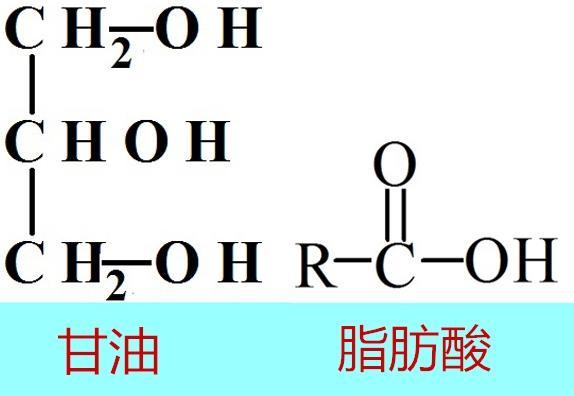 脂肪酸是如何命名？有何作用